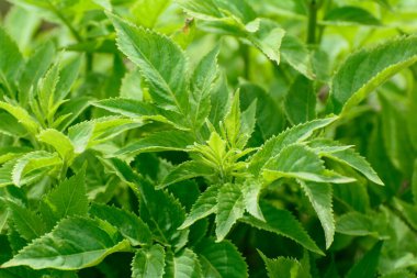 Güneş tarafından aydınlatılmış yeşil nane yaprakları.