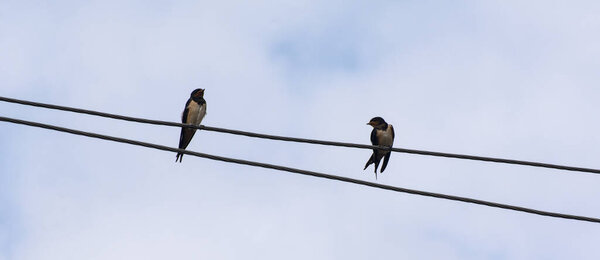 Two swallows are sitting on high-voltage wires against the backdrop of a cloudy sky. One of them turned her head to the other. Horizontal shot