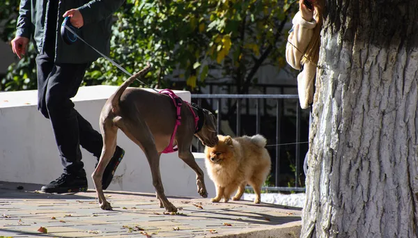 Cane Cagnolino Annusano Strada — Foto Stock