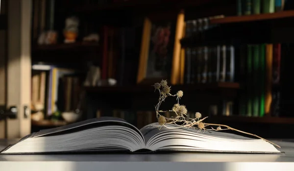 Sunlit Bookshelves Background Open Book Table Twig Dry Plant Lies — Stockfoto