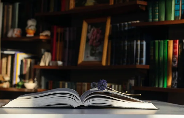 Sunlit Bookshelves Background Open Book Table Twig Dry Plant Lies — Stockfoto