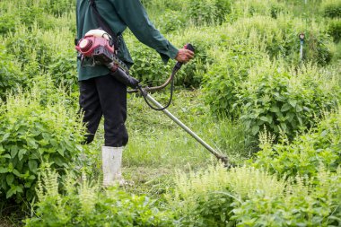 fesleğen grupta çalışma