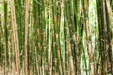bamboo tree clipart