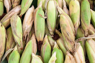 Birçok olgun Mısır