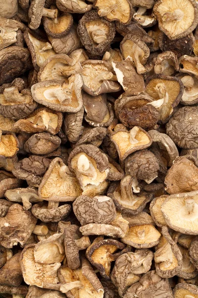 Dry shitake mushroom — Stock Photo, Image