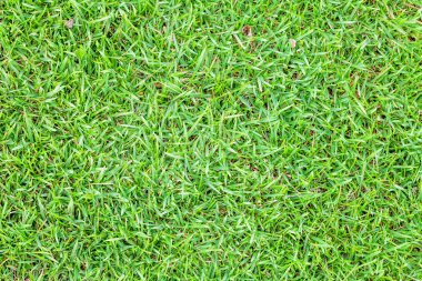 Yeşil otlar kadar yakın