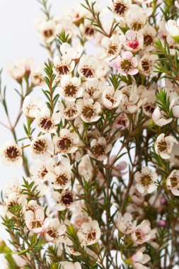 wax flower