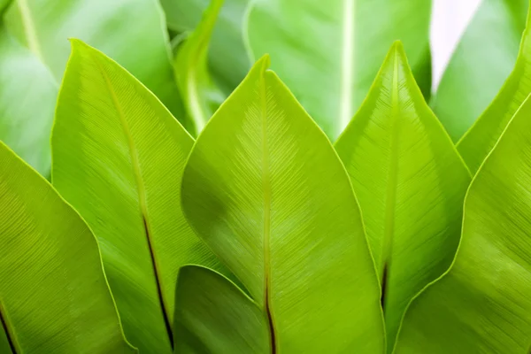 A big leaf of herb — Stock Photo, Image