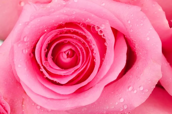 Pink rose — Stock Photo, Image