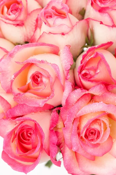 Rosa nicole rosa — Foto de Stock