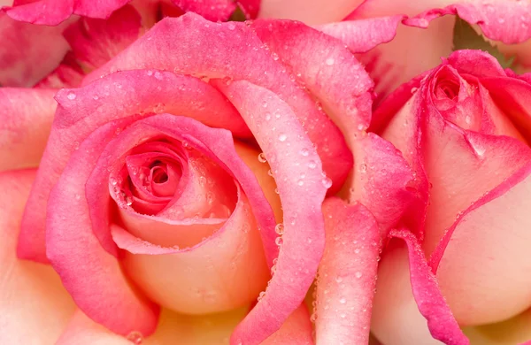 Pink nicole rose — Stock Photo, Image