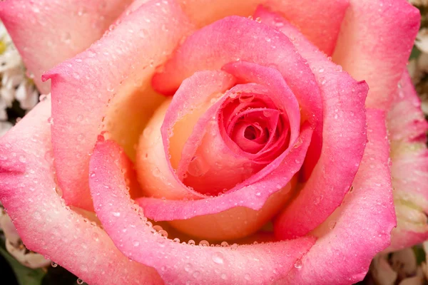 Close up pink nicole rose — Stock Photo, Image