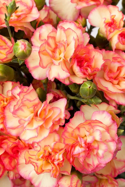 Spray carnation blomma — Stockfoto
