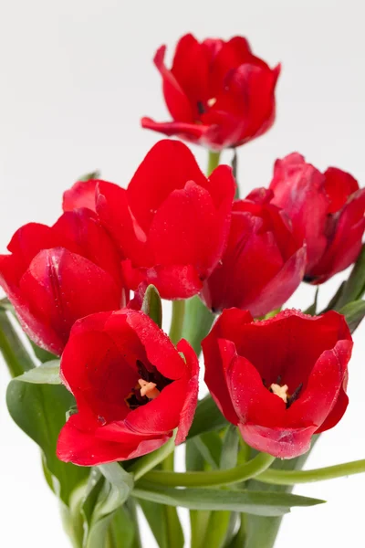 Rode tulip — Stockfoto