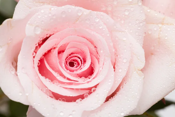 Pink rose — Stock Photo, Image