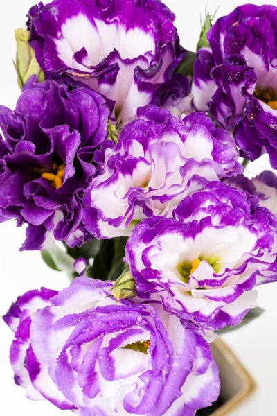 Lisianthus λουλούδι — Φωτογραφία Αρχείου