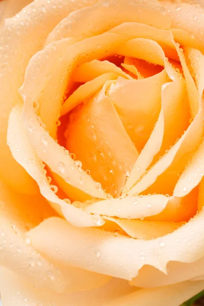 Old rose rose — Stock Photo, Image
