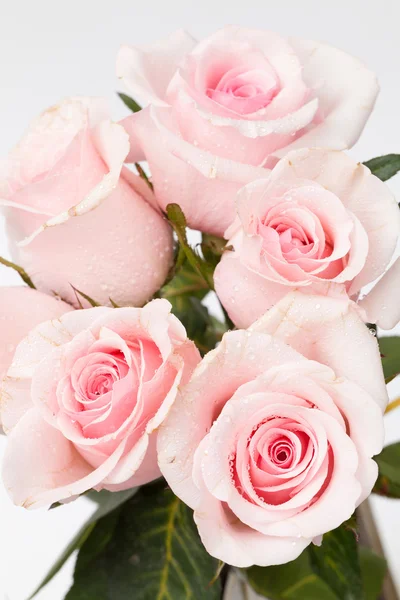 Pink rose Stock Picture