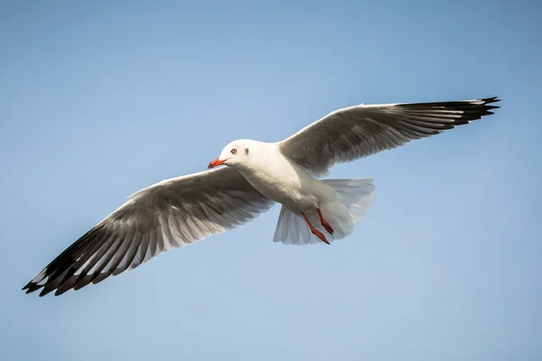 Gaivota voadora — Fotografia de Stock