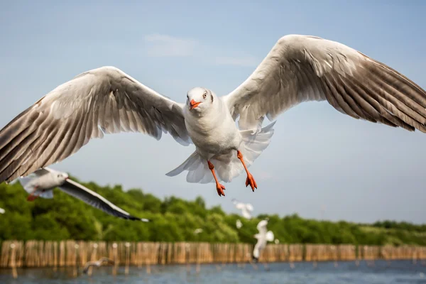 Gaviota voladora — Foto de Stock