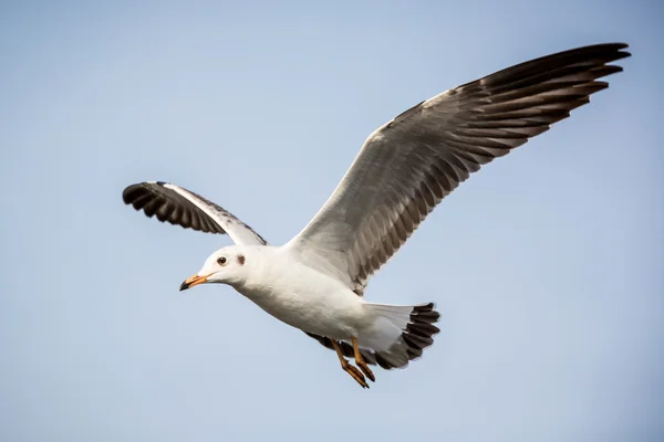 Flying seagull — Stock Photo, Image