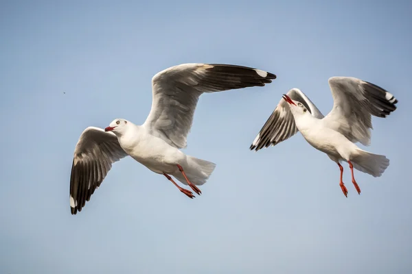 Vliegende zeemeeuw — Stockfoto