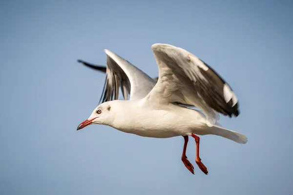 Gaivota voadora — Fotografia de Stock