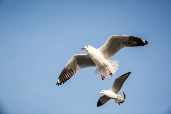 Flying seagull — Stock Photo, Image