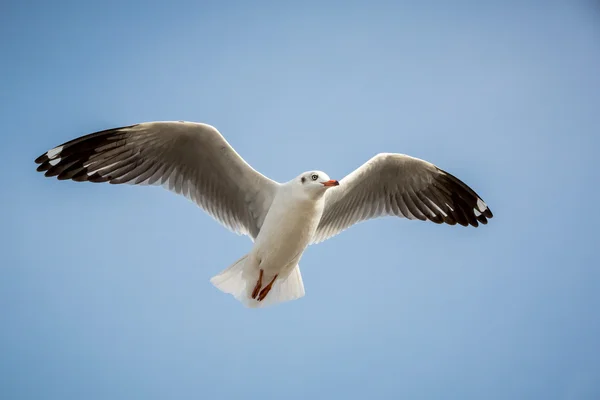飞海鸥 — 图库照片