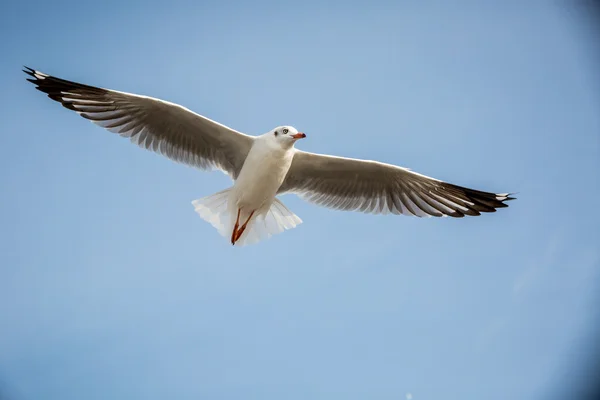 Gaivota voadora — Fotografia de Stock