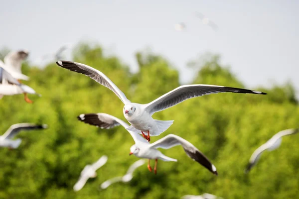 Vliegende zeemeeuw — Stockfoto