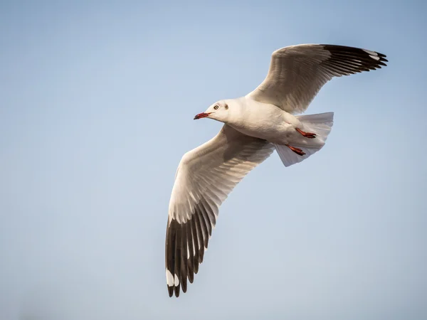 Flying seagull — Stock Photo, Image