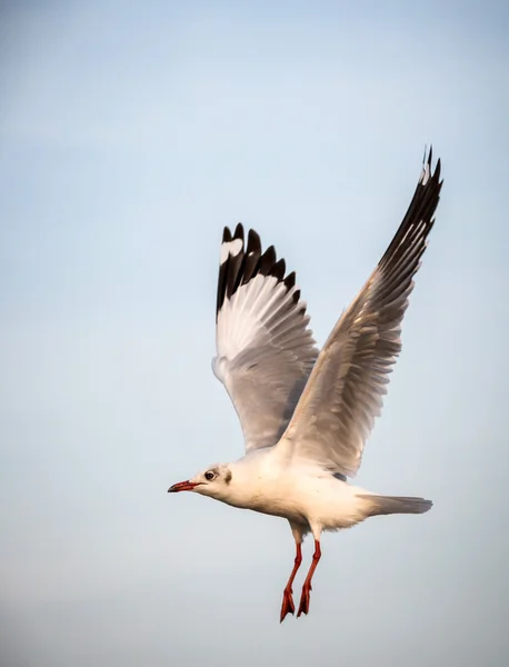 Gaivota voadora — Fotografia de Stock