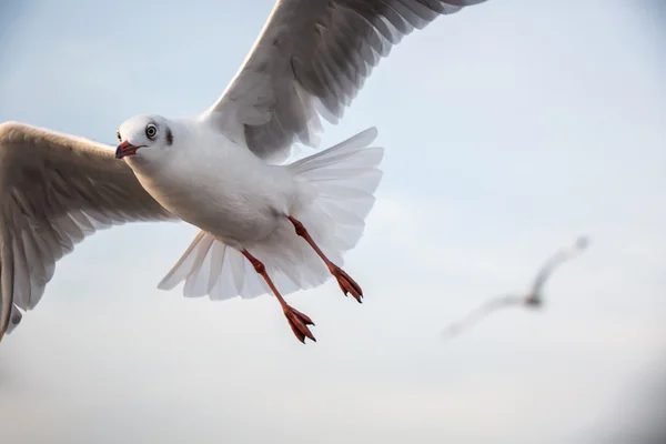 Flying seagull — Stock Photo, Image