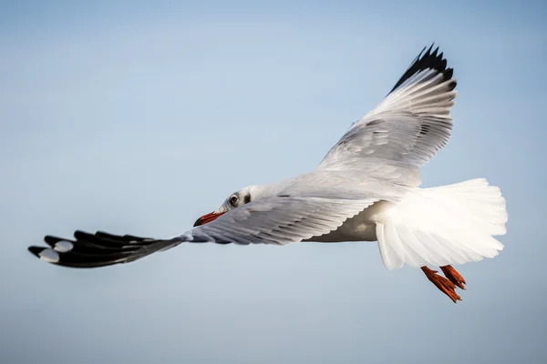 Flying seagull — Stock Photo, Image