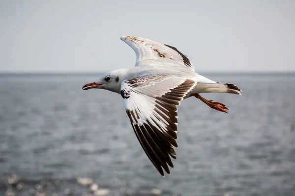 Flying seagull — Stock Photo, Image