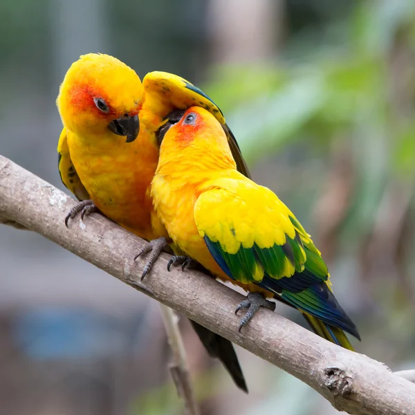 Aves coloridas — Fotografia de Stock