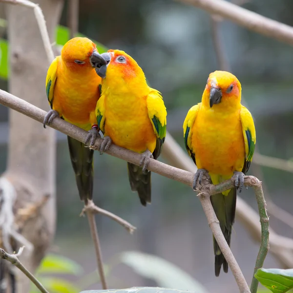 カラフルな鳥 — ストック写真