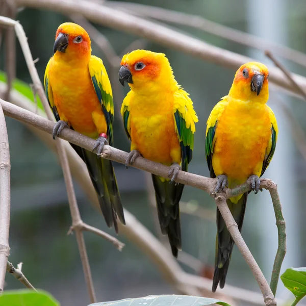 Aves coloridas — Foto de Stock