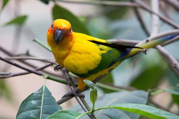 Kolorowe ptaki — Zdjęcie stockowe