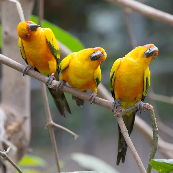 Aves coloridas — Foto de Stock