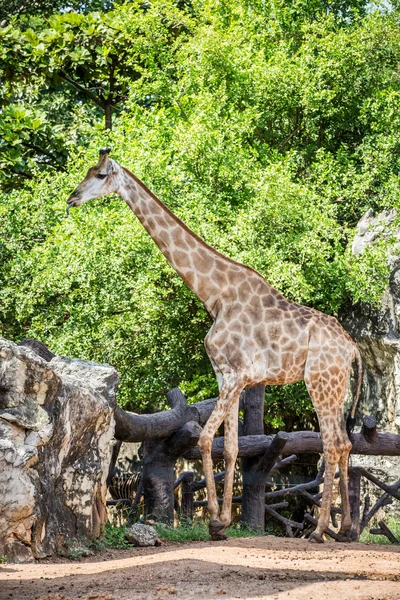 Giraffe — Stockfoto