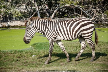 Zebra yürüyüş