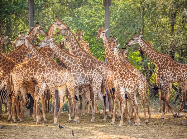 Giraffenfamilie — Stockfoto