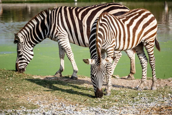 Zebra eten van gras — Stockfoto