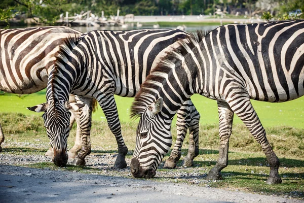 Zebra frisst Gras — Stockfoto