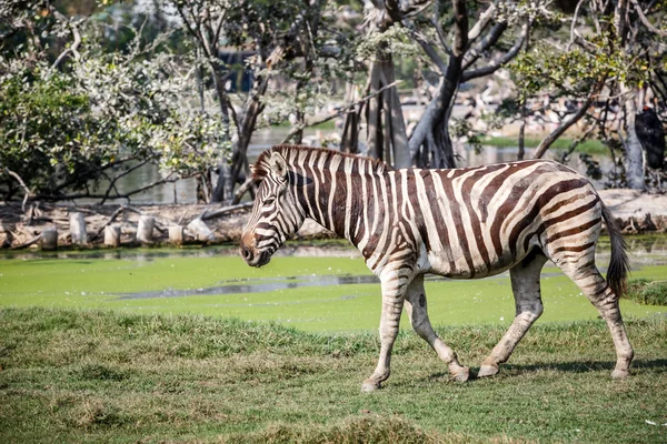 Chodící zebra — Stock fotografie