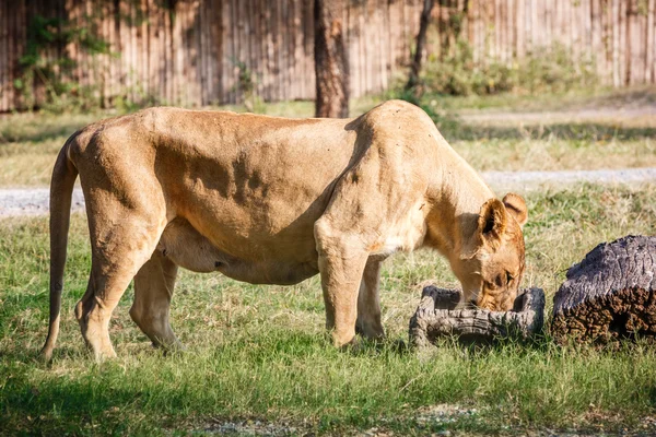 Lioness eating food — Stock Photo, Image