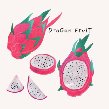 Dragon fruit or pitaya watercolor illustration set. Painterly watercolor texture and ink drawing elements. Hand drawn and hand painted