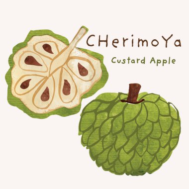 Cherimoya ya da kremalı elma egzotik meyve suluboya çizim seti. Resimli suluboya doku ve mürekkep çizim elementleri. El çizimi ve el boyaması.
